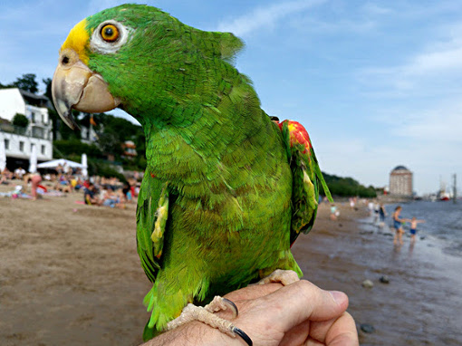 Papagei Coco, Gelbstirnamazone